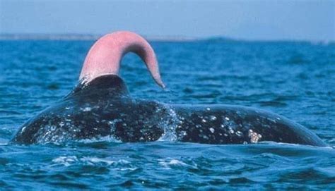 pene ballena azul|Genitales de animales vertebrados: penes dobles,。